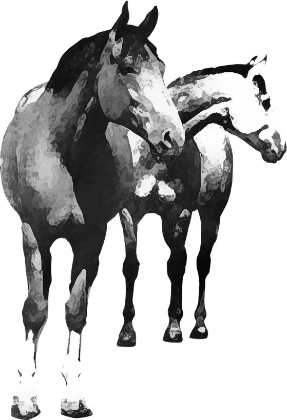Centre équestre L’Eloge du Cheval, Le Bourg-d'Hem — deux chevaux